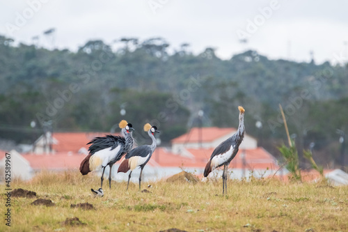Grey Crowned Crane in the Eastern Cape, South Africa