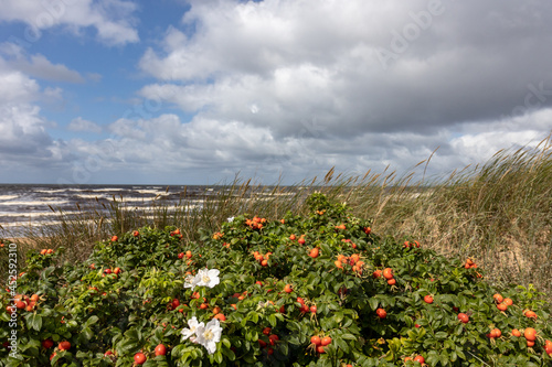 dunes at the beach