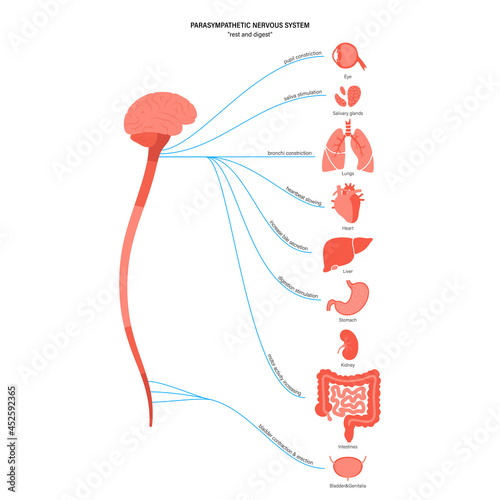 Parasympathetic nervous system photo