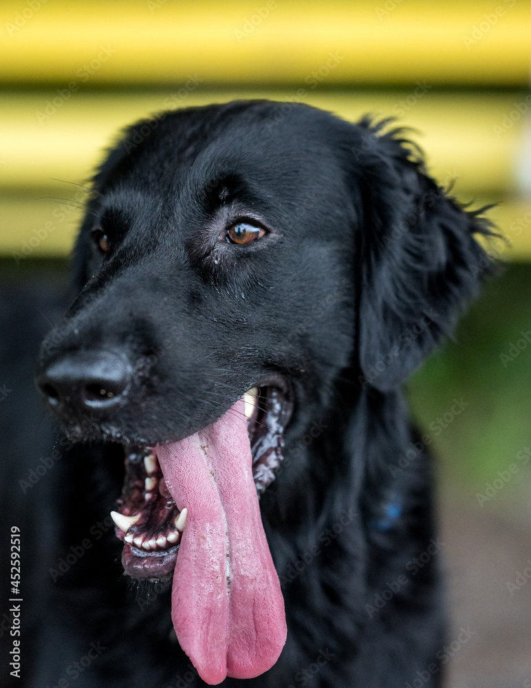 portrait of a flatcoated retriever dog with tongue