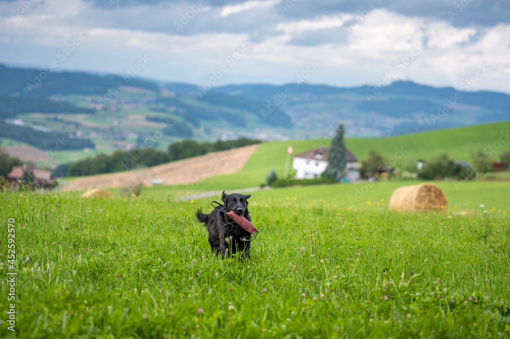 Obraz premium flatcoated retriever dog running through high grass with a toy in its mouth