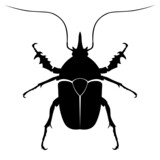 black vector beetle, insect, bug, beatle