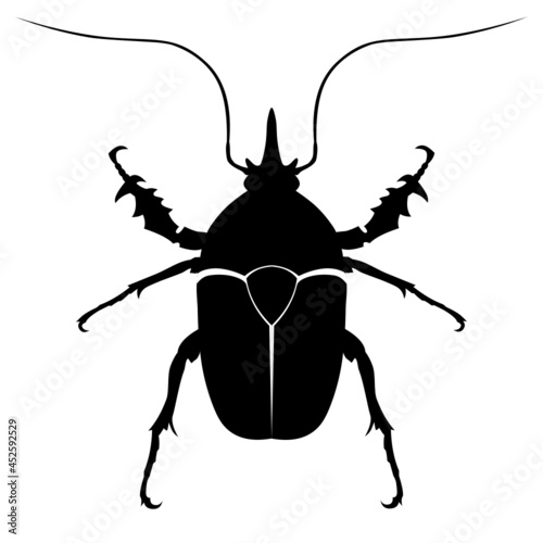 black vector beetle, insect, bug, beatle photo