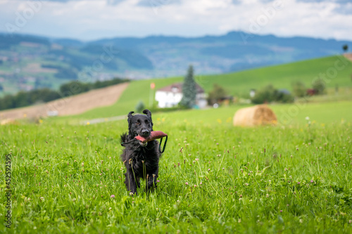 flatcoated retriever dog running through high grass with a toy in its mouth © schame87