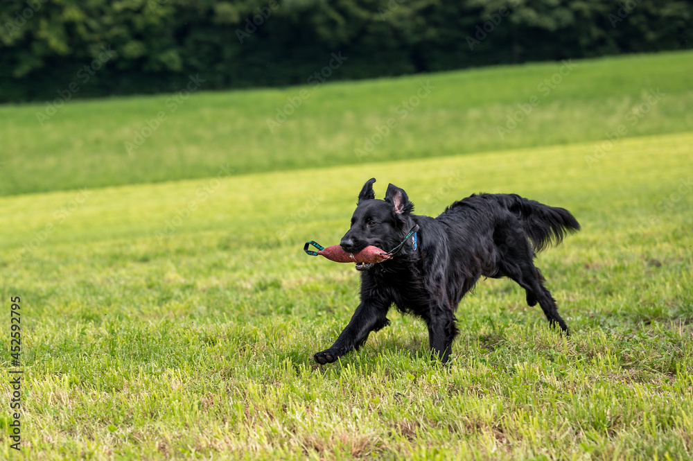 flatcoated retriever dog running through high grass with a toy in its mouth flatcoated retriever dog running through high grass with a toy in its mouth