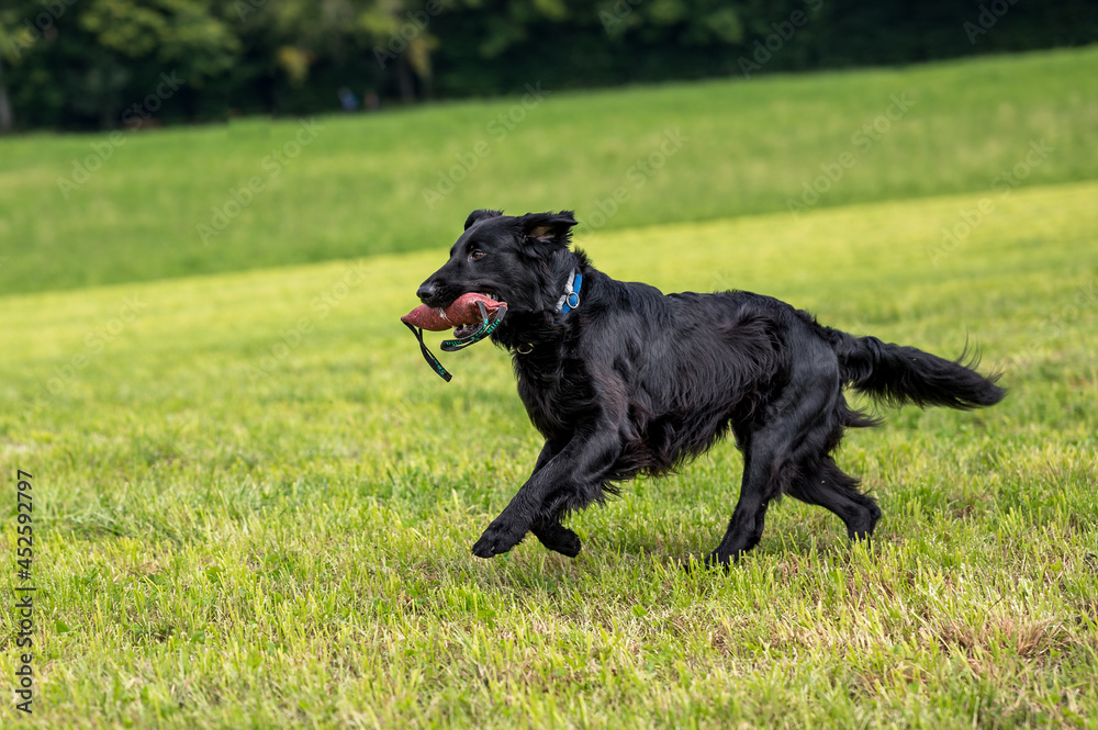 flatcoated retriever dog running through high grass with a toy in its mouth