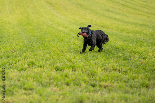 flatcoated retriever dog running through high grass with a toy in its mouth © schame87