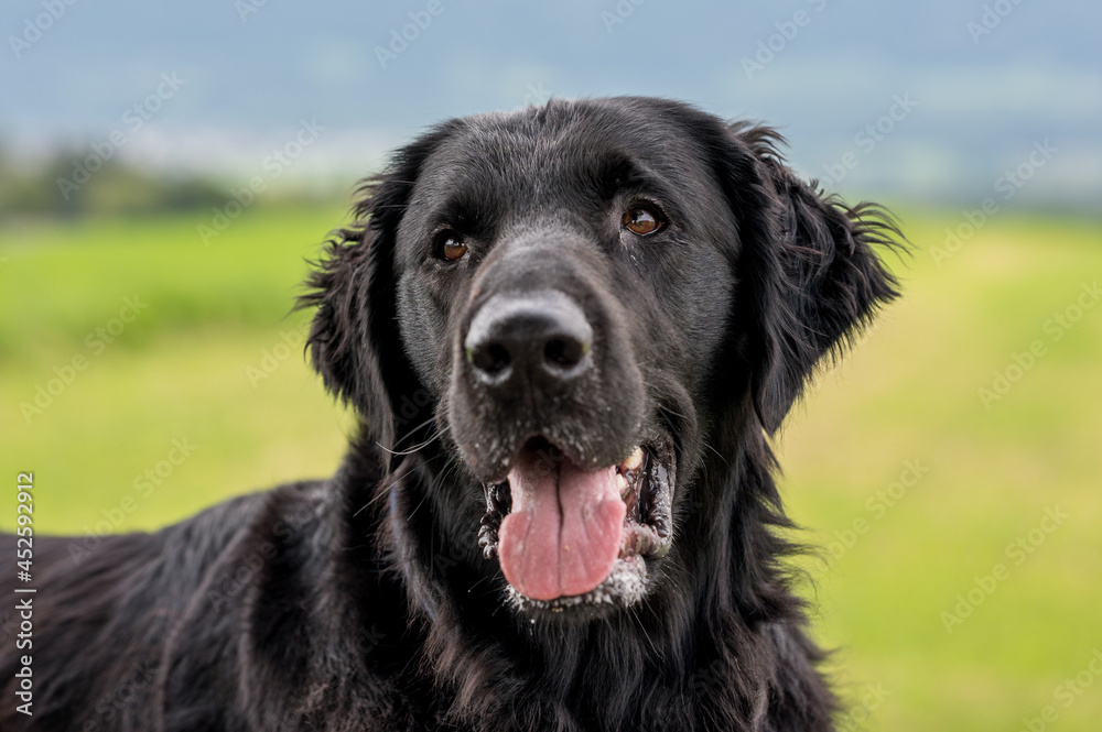 portrait of a flatcoated retriever dog with tongue portrait of a flatcoated retriever dog with tongue