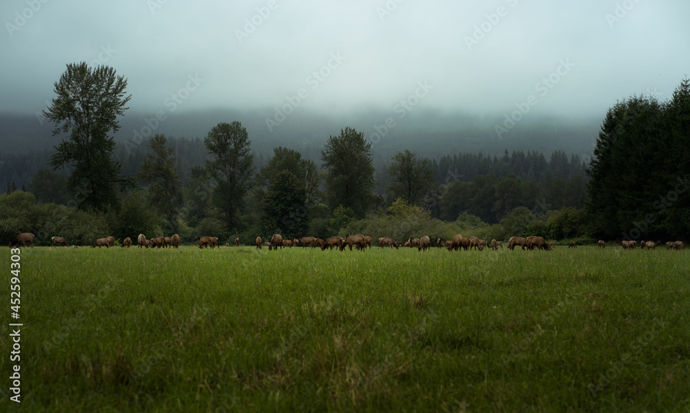 Fototapeta premium Elk Herd
