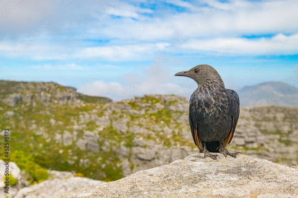 Cape glossy starling up on Table Mountain, Cape Town, South Africa Cape glossy starling up on Table Mountain, Cape Town, South Africa
