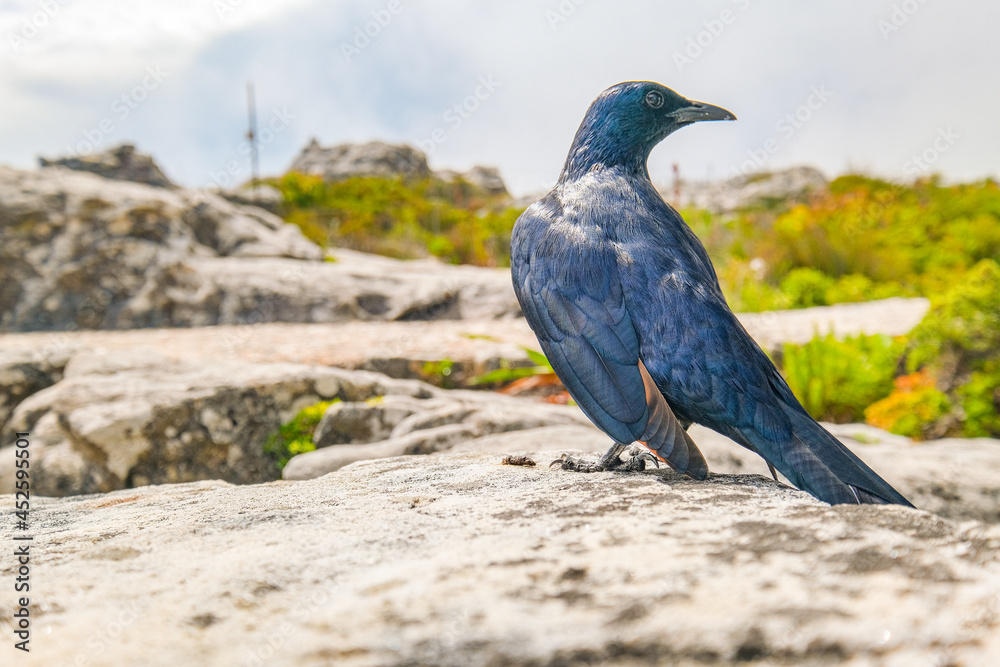 Cape glossy starling up on Table Mountain, Cape Town, South Africa Cape glossy starling up on Table Mountain, Cape Town, South Africa
