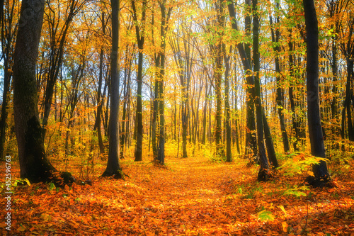Autumn forest landscape © alexugalek