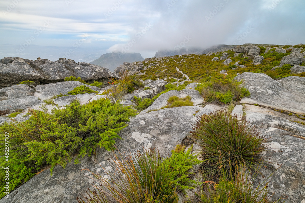 Beautiful views, images and birds on top of Table Mountain, Cape Town, South Africa Beautiful views, images and birds on top of Table Mountain, Cape Town, South Africa