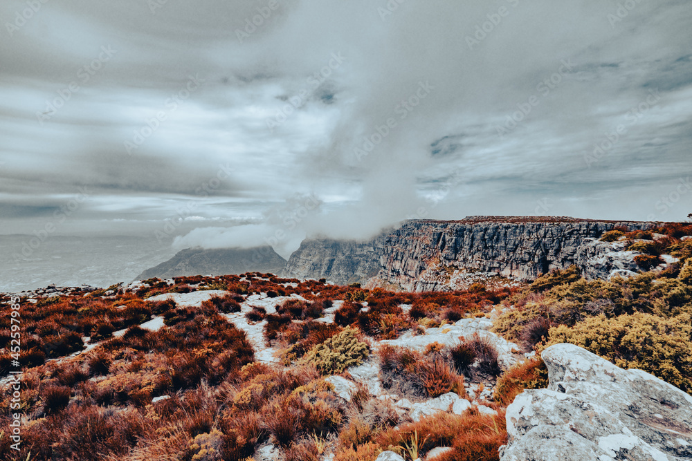 Fototapeta premium Beautiful views, images and birds on top of Table Mountain, Cape Town, South Africa