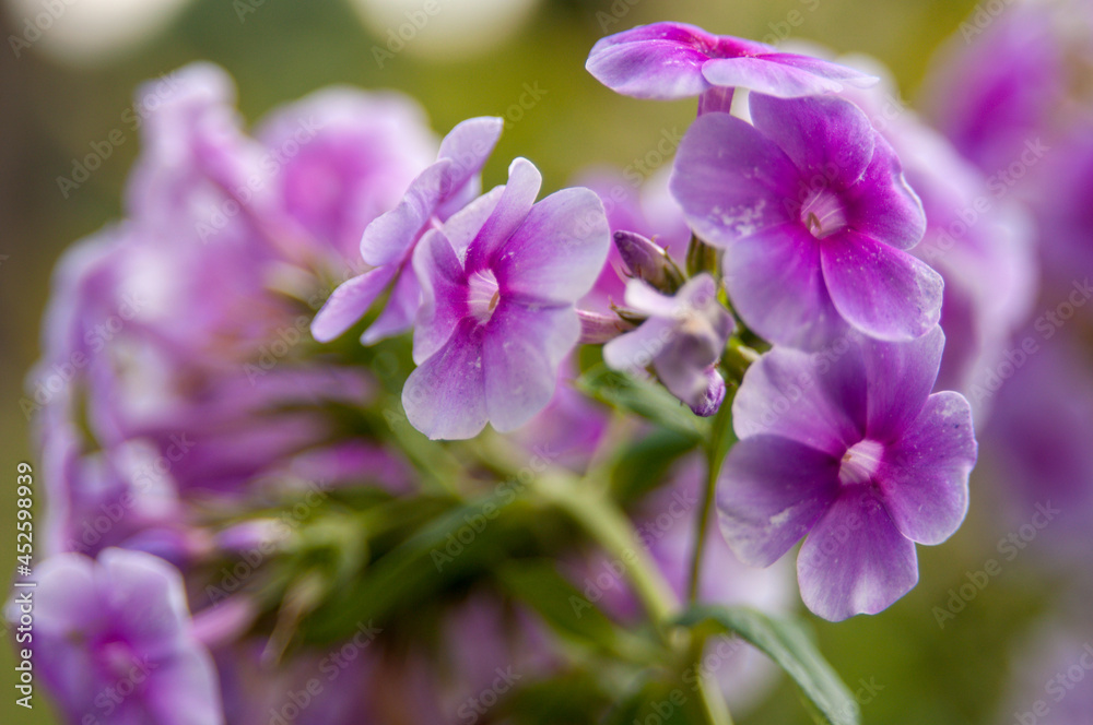 Flower macro Flower macro