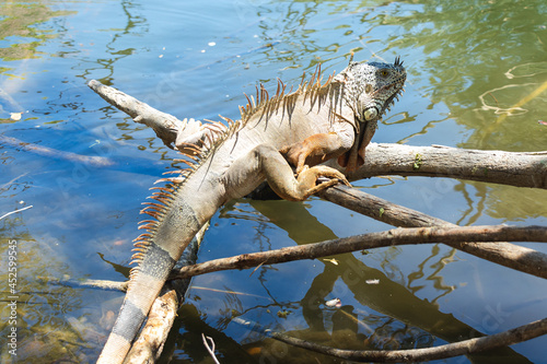 Ricord's iguana, or Ricordi iguana, is a species of green lizard photo