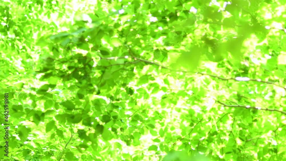 	8月の風に揺れる緑の葉と太陽　ズームアウト