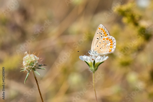 Lycaenidae / Çokgözlü Esmer / / Polyommatus agestis photo