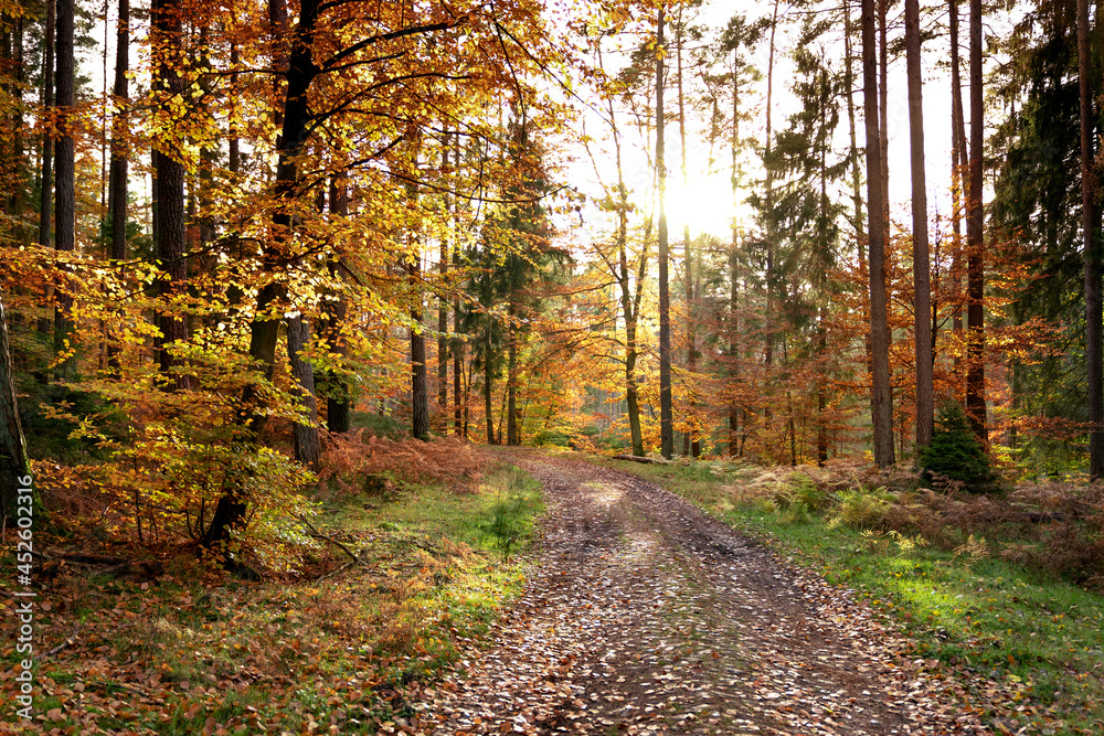 Obraz premium Jesień w lesie