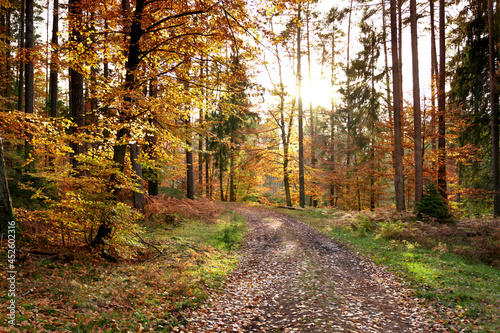 Fototapeta Naklejka Na Ścianę i Meble -  Jesień w lesie