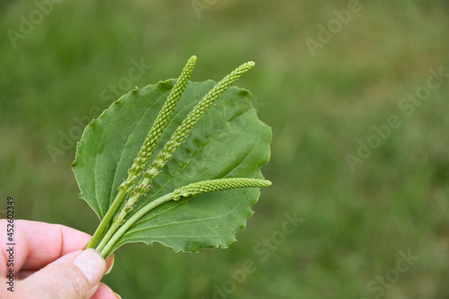 Fotografija An image of a hand holding a plantain leave and several stems of seeds against a green background