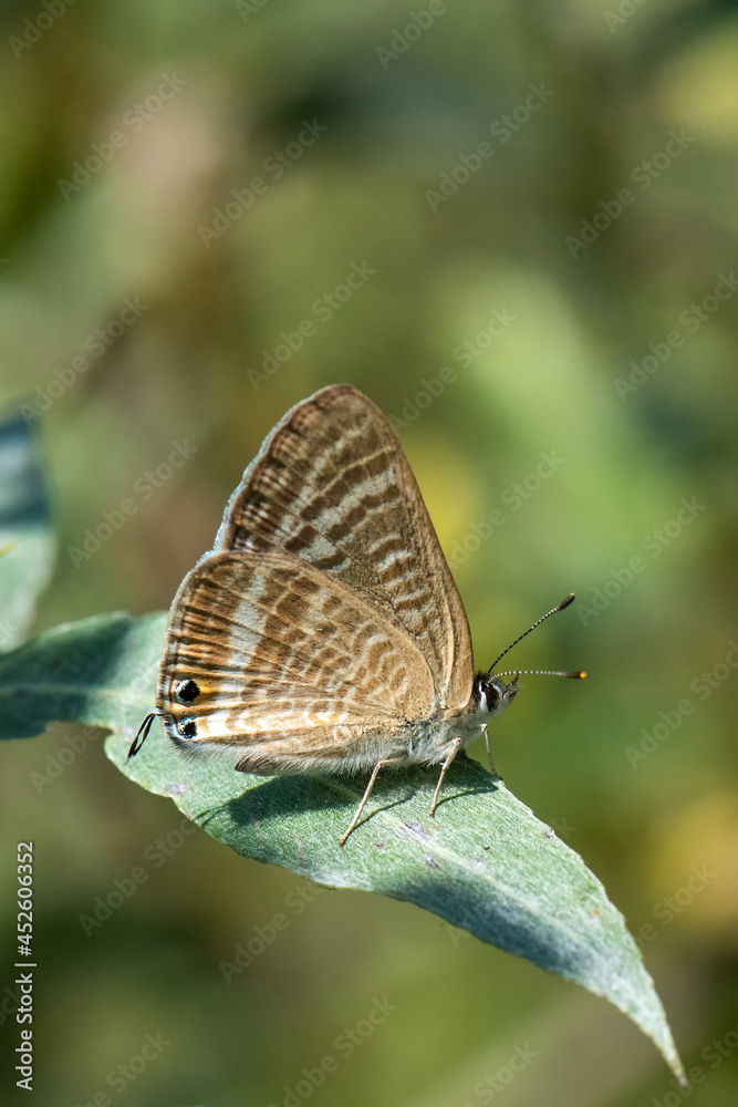 Lycaenidae / Lampides / / Lampides boeticus Lycaenidae / Lampides / / Lampides boeticus