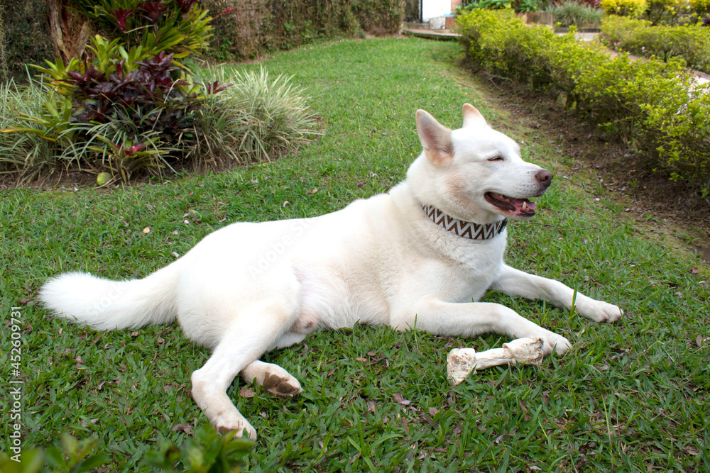 white dog on the grass