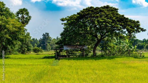 Thai Farmlands & Rice Fields
