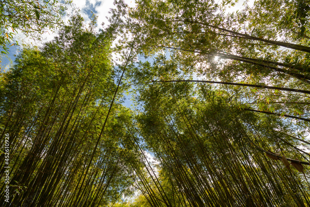 bamboo bamboo