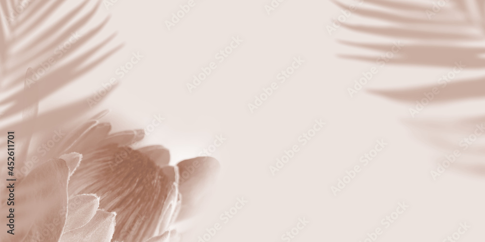 Fototapeta premium Shadow Tropical Palm leaves and Protea flower on light pastel Background. Creative copyspace banner. Unobtrusive background with Shadow. Illustration for cover, trend frame, card, banner, graphic
