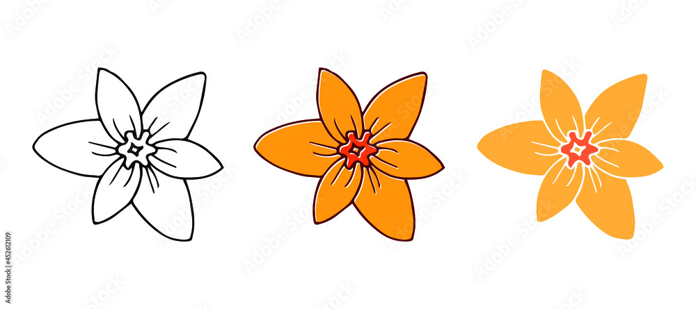 Set of three hand drawn narcissus heads on white background. Outline, yellow orange and transparent variants. Botanical floral vector illustration