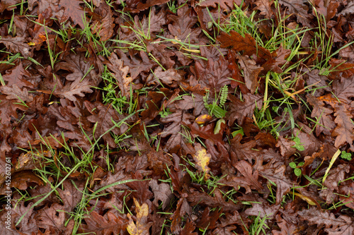brown leaves in the floor, penha portugal