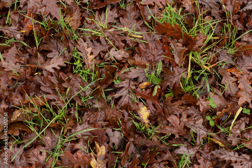 brown leaves in the floor, penha portugal © Antnio