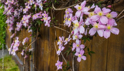 Clematis Montana flowers ( Clematis Elizabeth) close up. Also known as Mountain Clematis, Himalayan or Anemone Clematis.