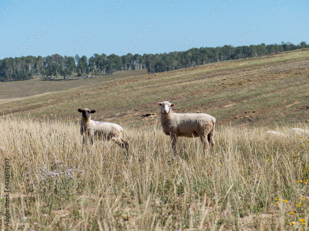 Obraz premium Two Sheep