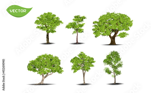 Isolated green tree on white background. Single tropical tree in vector illustrative. Concept for landscaped decoration of tree in garden and architectural design