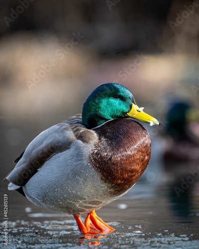 A mallard duck sitting on ice with a frozen bill in Lewis and Clark fairgrounds pond, Helena, Montana. 