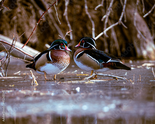 Wood Ducks sitting on Ice at Lewis and Clark Fairgrounds Helena Montana.  
