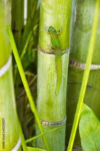 Colorful  curious gold dust gecko looking up at someone looking at him.