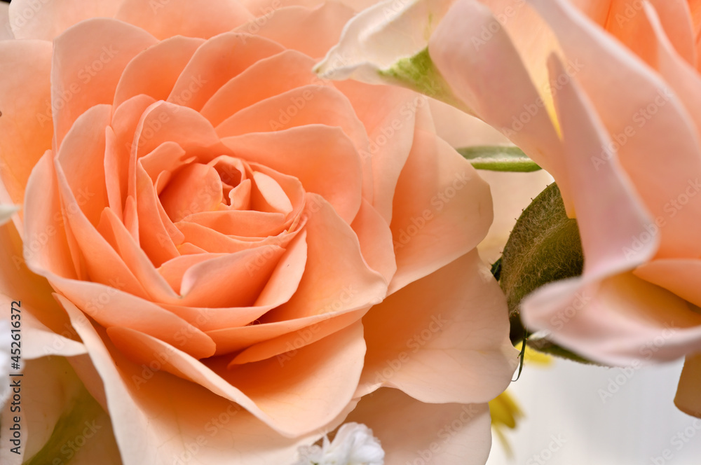 love, pink, beautiful, bloom, blossom, flower, background, rose, romance, color, bright, pattern, spring, white, wedding, floral, nature, fresh, beauty, flora, plant, summer, pastel, romantic, design,