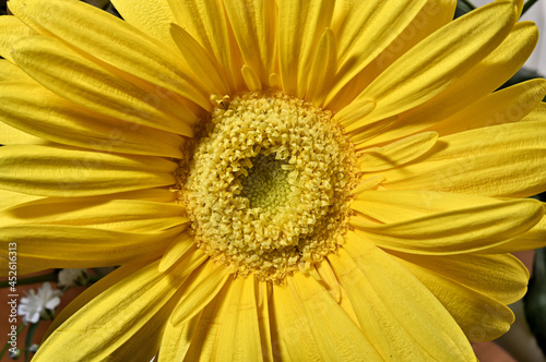 Close-up of a yellow gerbera flower.