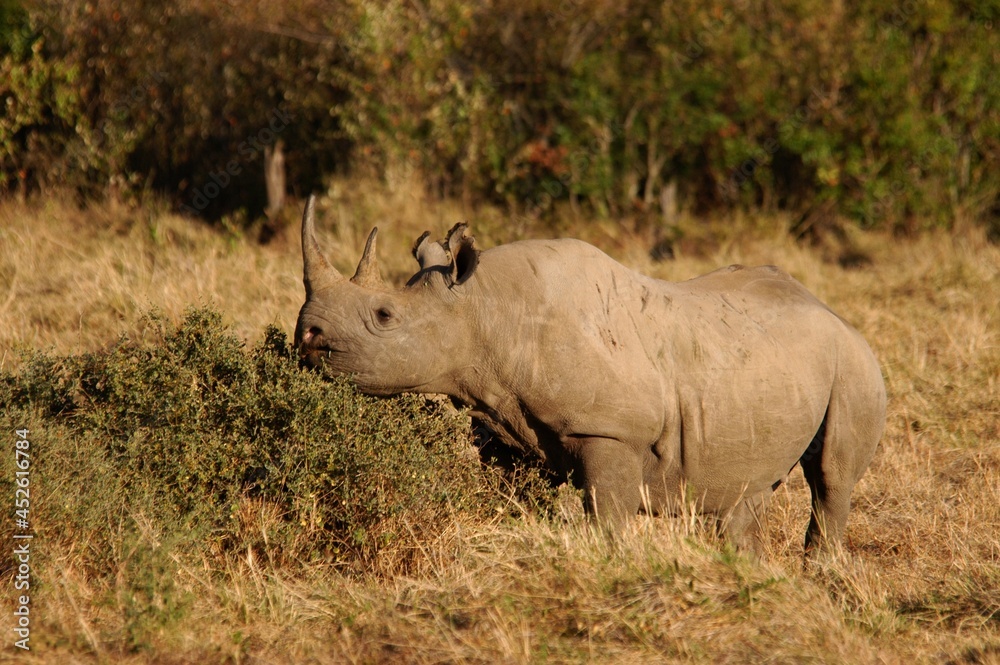 Obraz premium Rino living in Masai Mara, Kenya