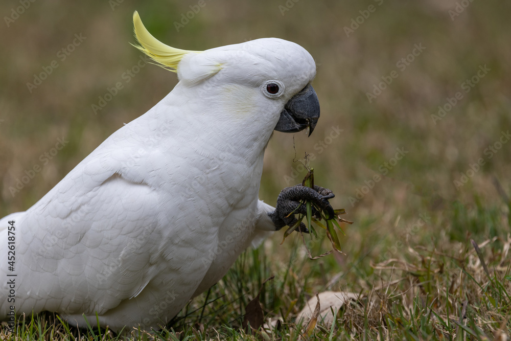 Sulphur-crested Cockatoo feeding on grass roots that it digs up with it's beak Sulphur-crested Cockatoo feeding on grass roots that it digs up with it's beak