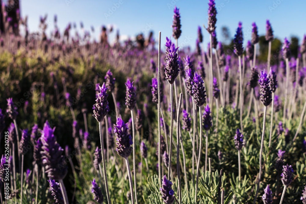 Obraz premium Plantação de lavanda