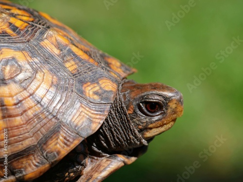 Cute Eastern Box Turtle Close Up