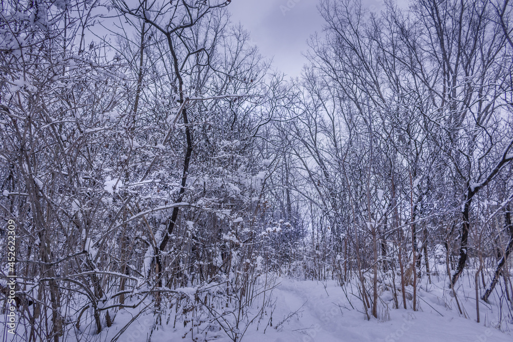 Winter wonderland scene and landscape Ontario Canada Winter wonderland scene and landscape Ontario Canada