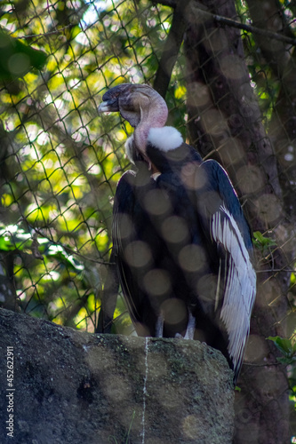 animals wild animals birds birds of prey zoo amphibian giraffe eagle owl
