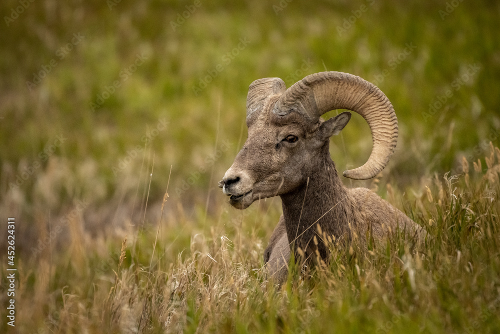 Big Horn Sheep Resting Big Horn Sheep Resting