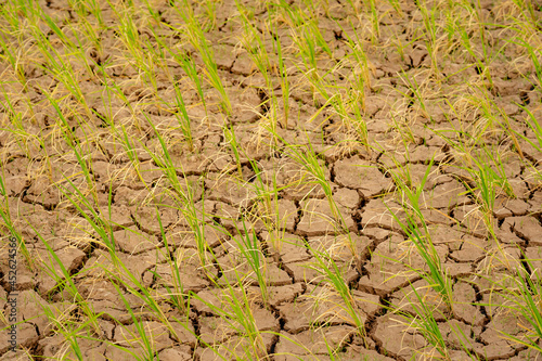 Rice field and cracked soil ground background, brown and green rice stem plantation in hot season, cracked mud earth from high weather nature, surface dirt broken and drought of seeding planting tree