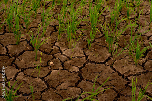 Rice field and cracked soil background